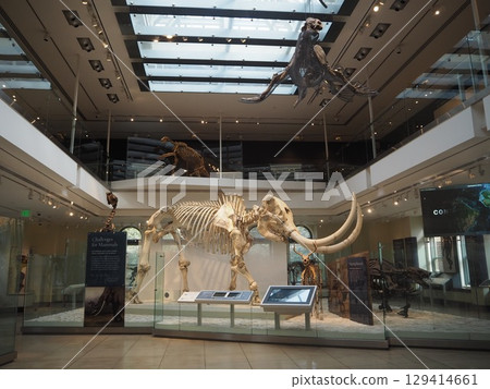 Giant mammoth skeleton exhibit at the Natural History Museum of Los Angeles County 129414661