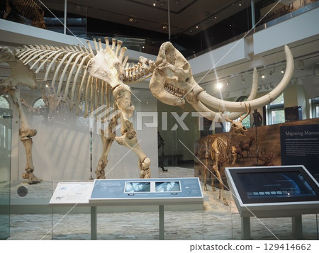 Giant mammoth skeleton exhibit at the Natural History Museum of Los Angeles County 129414662