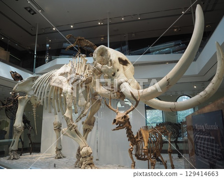 洛杉磯縣自然歷史博物館的巨型猛獁象骨架展覽 129414663