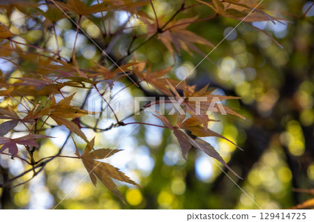 Momiji began to color 129414725