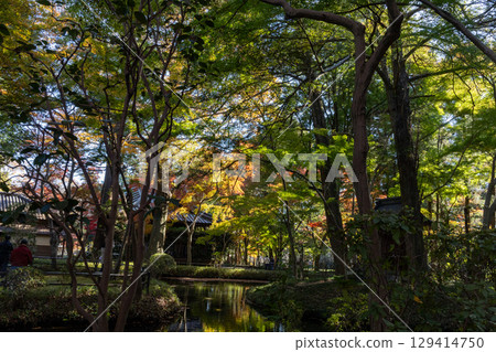 風景與秋天的落葉 129414750