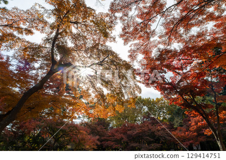秋天的楓葉和透過樹葉的陽光 129414751