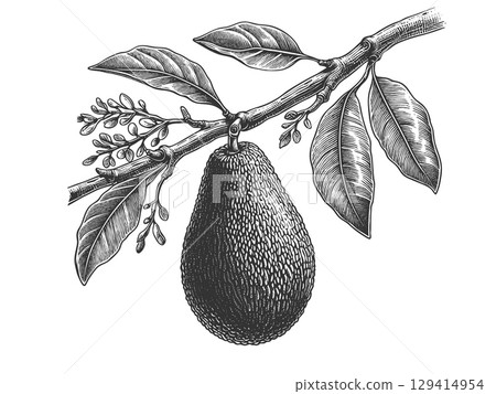 avocado on branch with leaves engraving vector 129414954