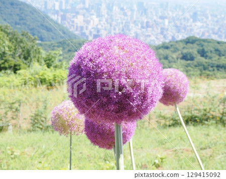 A perfectly round Allium gigantium flower 129415092