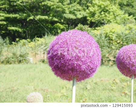 A perfectly round Allium gigantium flower 129415093