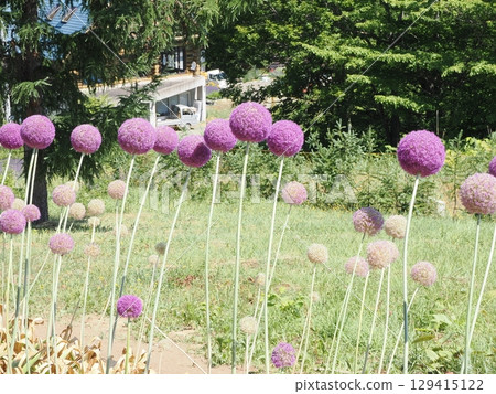 一朵完美圓形的蔥花 一朵完美圓形的蔥花 129415122