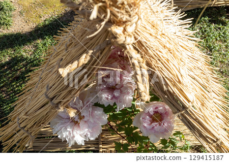 冬季景觀與冬季牡丹 129415187