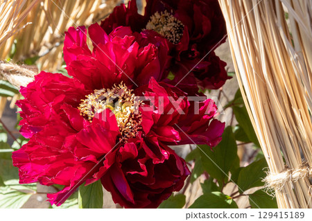 紅色冬天牡丹 129415189
