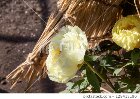 Winter peonies blooming in a winter flowerbed Winter peonies blooming in a winter flowerbed 129415190
