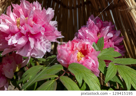 深粉色牡丹 129415195