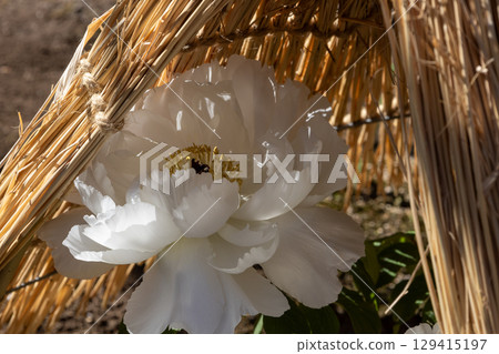 冬牡丹在冬季牡丹園綻放 冬牡丹在冬季牡丹園綻放 129415197