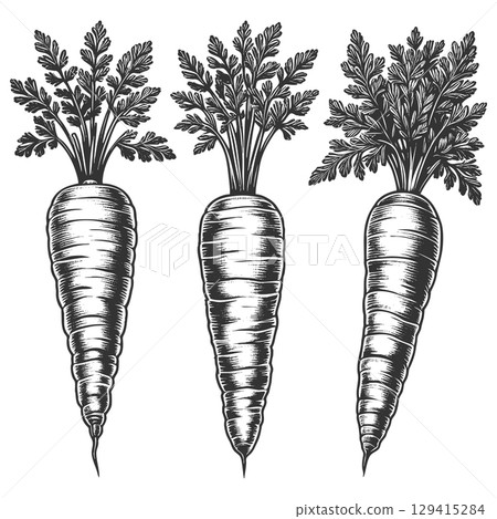 Carrot engraving sketch vector illustration 129415284