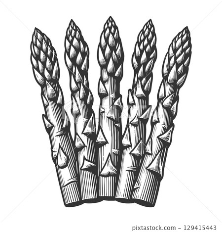 Asparagus Spears engraving vector illustration 129415443