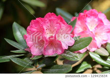 杜鵑花橫濱 杜鵑花橫濱 129415634