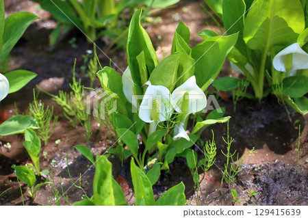 Refreshing skunk cabbage flowers Refreshing skunk cabbage flowers 129415639