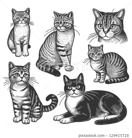 Cats set engraving sketch vector illustration 129415728