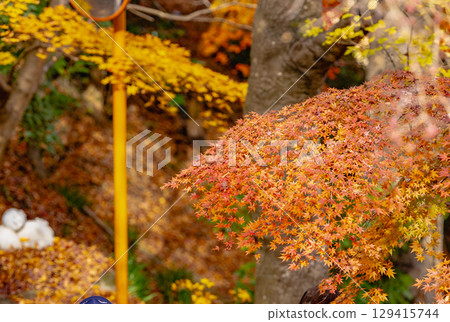 茨城縣紅葉寺 茨城縣紅葉寺 129415744