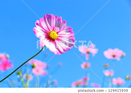 Pink cosmos shining in the blue sky Pink cosmos shining in the blue sky 129415939