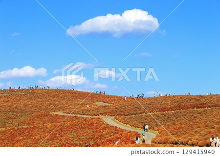 Autumn leaves of Kochia hill and clouds Autumn leaves of Kochia hill and clouds 129415940