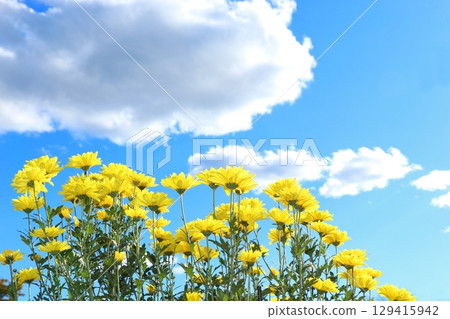 菊花和雲朵 129415942