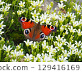 Alpine clover and peacock butterfly② 129416169