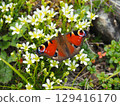 Alpine clover and peacock butterfly① 129416170
