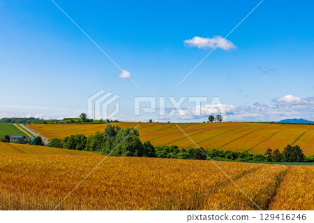 Patchwork Road (Hokkaido, July) Patchwork Road (Hokkaido, July) 129416246