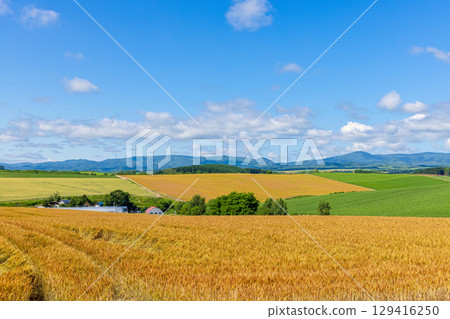 Patchwork Road (Hokkaido, July) 129416250