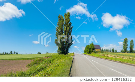 肯和瑪麗的樹(北海道,七月) 肯和瑪麗的樹(北海道,七月) 129416332