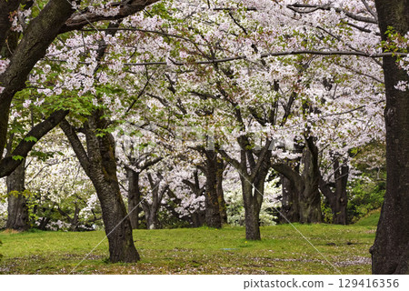Cherry Blossoms Cherry Blossoms 129416356