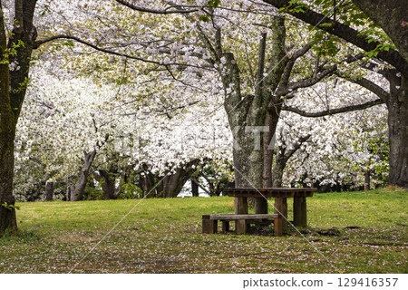 Cherry Blossoms	 129416357