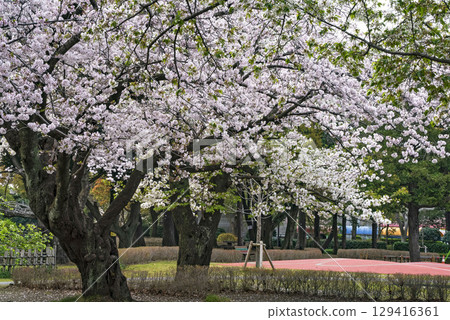 Cherry Blossoms Cherry Blossoms 129416361