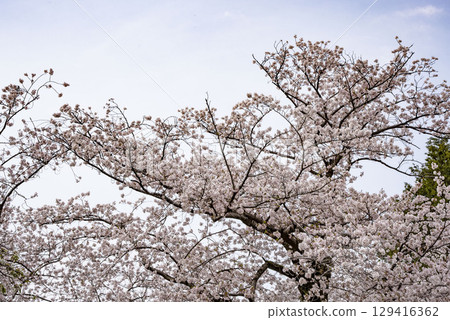Cherry Blossoms Cherry Blossoms 129416362