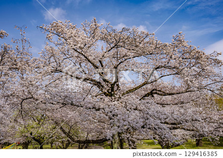 Cherry Blossoms Cherry Blossoms 129416385