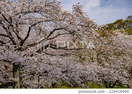 Cherry Blossoms Cherry Blossoms 129416400