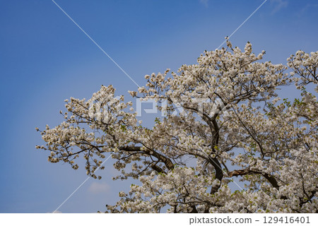 Cherry Blossoms Cherry Blossoms 129416401