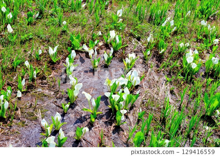 Tsugaike Nature Park in June Tsugaike Nature Park in spring Nature of Shinshu Scenery of Shinshu Tsugaike Nature Park in June Tsugaike Nature Park in spring Nature of Shinshu Scenery of Shinshu 129416559