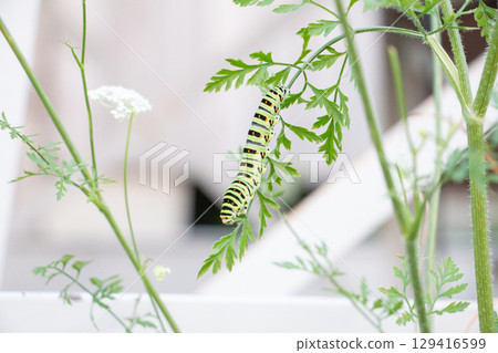Swallowtail butterfly larvae and their ecological observation/nature education materials Swallowtail butterfly larvae and their ecological observation/nature education materials 129416599