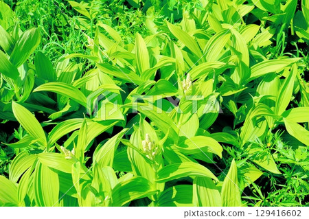 六月的栂池自然公園 春季的梔池自然公園 信州的自然風光 信州的風景 129416602