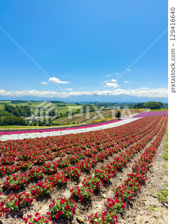 四季彩之丘（北海道，7 月） 129416640