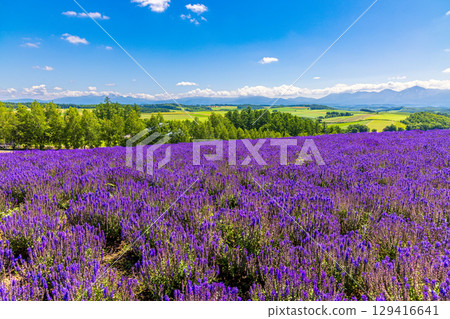 四季彩之丘（北海道，7 月） 129416641