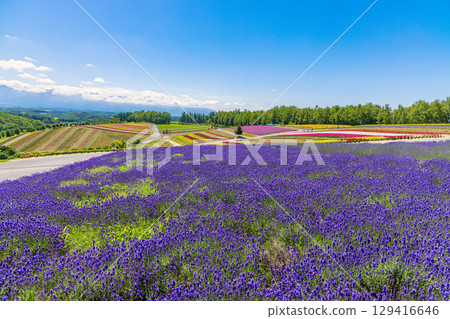 Shikisai no Oka (Hokkaido, July) 129416646