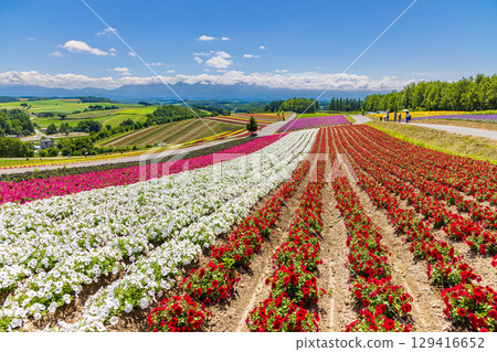 Shikisai no Oka (Hokkaido, July) 129416652