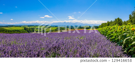 Shikisai no Oka (Hokkaido, July) 129416658