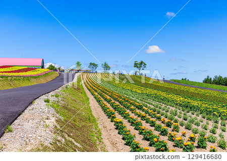 Shikisai no Oka (Hokkaido, July) 129416680