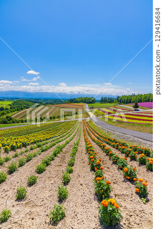 四季彩之丘(北海道,7 月) 四季彩之丘(北海道,7 月) 129416684