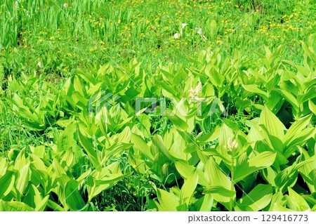 六月的栂池自然公園 春季的梔池自然公園 信州的自然風光 信州的風景 129416773