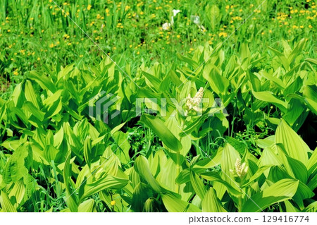 六月的栂池自然公園 春季的梔池自然公園 信州的自然風光 信州的風景 六月的栂池自然公園 春季的梔池自然公園 信州的自然風光 信州的風景 129416774
