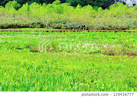 Tsugaike Nature Park in June Tsugaike Nature Park in spring Nature of Shinshu Scenery of Shinshu 129416777
