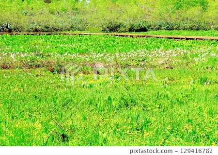 六月的栂池自然公園 春季的梔池自然公園 信州的自然風光 信州的風景 六月的栂池自然公園 春季的梔池自然公園 信州的自然風光 信州的風景 129416782